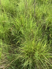 Carex foenea