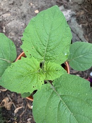 Physalis grisea