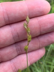 Carex foenea