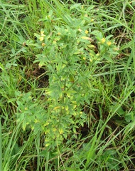 Stylosanthes