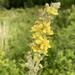 White Mullein - Photo (c) Janet Novak, some rights reserved (CC BY-NC), uploaded by Janet Novak