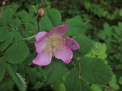 Rosa pendulina