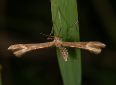 Marasmarcha lunaedactyla