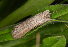 Cucullia umbratica
