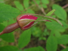 Rosa pendulina