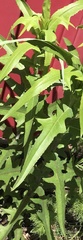 Lactuca indica