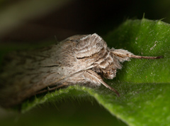 Cucullia umbratica