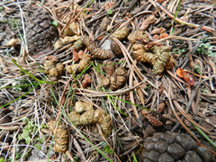 Tetrao urogallus