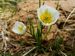 Ranunculus pyrenaeus
