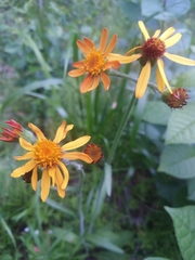 Tephroseris porphyrantha
