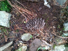 Pinus armandi mastersiana