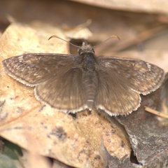 Erynnis juvenalis