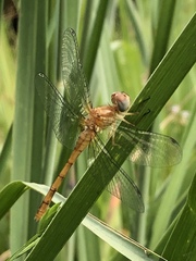Sympetrum ambiguum