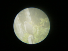 Rupornis magnirostris