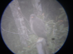 Rupornis magnirostris