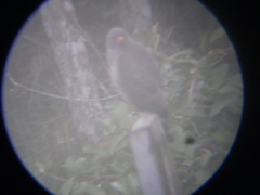 Rupornis magnirostris