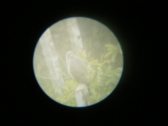 Rupornis magnirostris