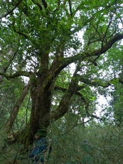 Trochodendron aralioides
