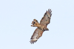 Buteo buteo