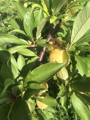 Prunus persica nucipersica