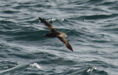 Puffinus mauretanicus