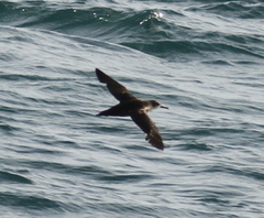 Puffinus mauretanicus
