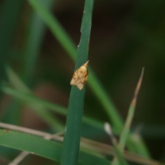 Cenopis reticulatana