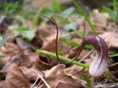 Arisarum proboscideum