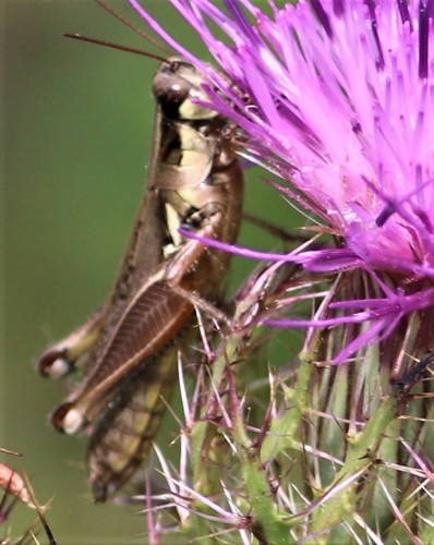 Paroxya atlantica image