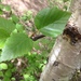 Paper Birch - Photo no rights reserved, uploaded by Dezene Huber