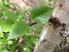 Paper Birch - Photo no rights reserved, uploaded by Dezene Huber