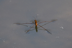 Limnoporus