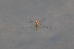 Limnoporus