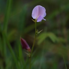 Tephrosia spicata
