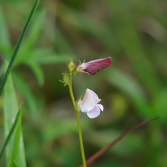 Tephrosia spicata