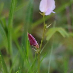 Tephrosia spicata
