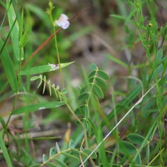Tephrosia spicata