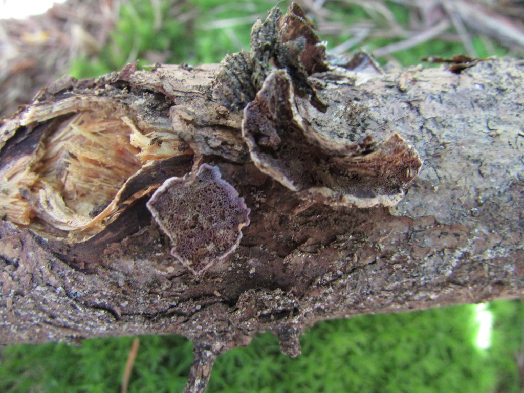 Skeletocutis lilacina