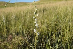 Delphinium carolinianum
