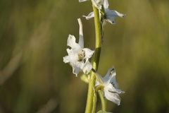 Delphinium carolinianum