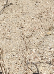 Nemacladus secundiflorus robbinsii