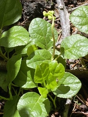 Orthilia secunda