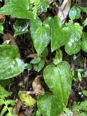 Asarum caudigerum
