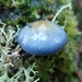 Elegant Blue Webcap - Photo (c) Ashlee Wilkinson, some rights reserved (CC BY-NC)