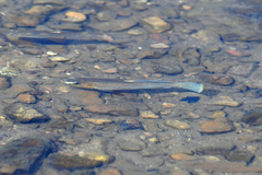 Fundulus catenatus
