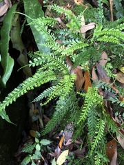 Asplenium prolongatum