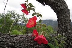 Hibiscus longifilus