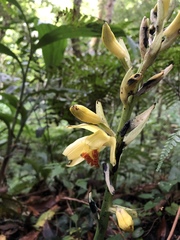 Phaius flavus
