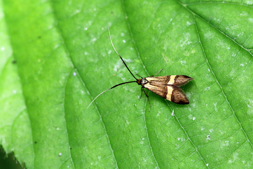 Yellow-barred Longhorn photo 4