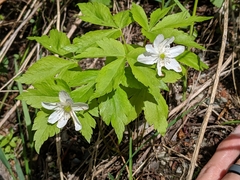 Anemonoides piperi
